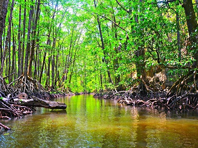 Sabang Mangrove Paddle Boat Tour